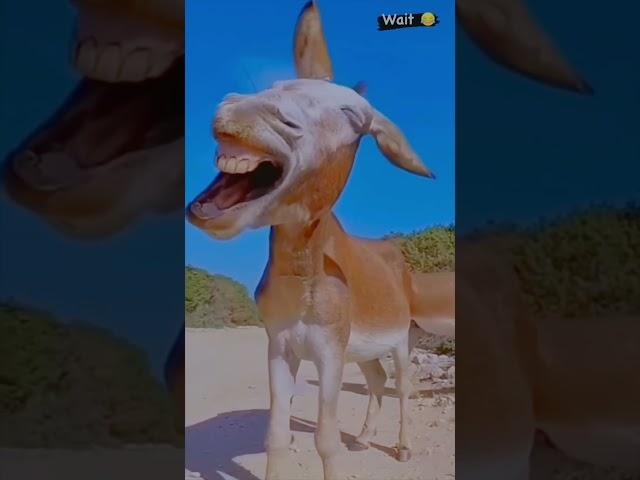 Mere Copy  | Kashif Abbas Bhai #shorts