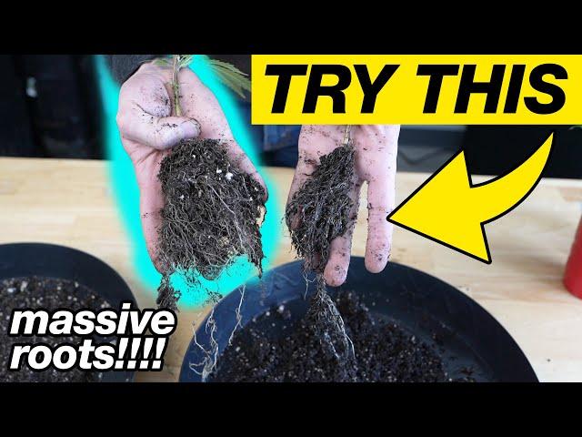 WATERING CANNABIS PLANTS - OVERWATERING DISASTER!