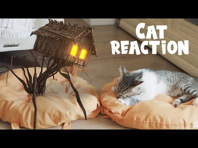 Little House Head. Cat reaction