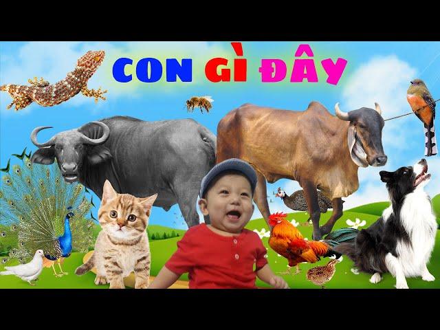 Learn Animals | Farm Animals Names & Sounds - Cow, Buffalo, Dog, Cat, Pig, Duck, Donkey...