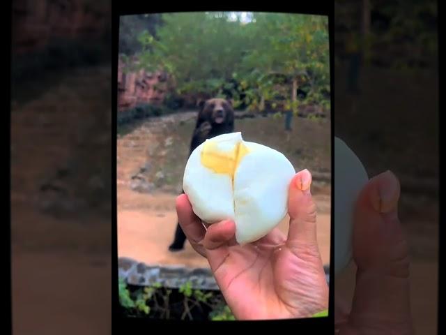 Honey and steamed buns, the little bear is so happy #bear #animals #shorts