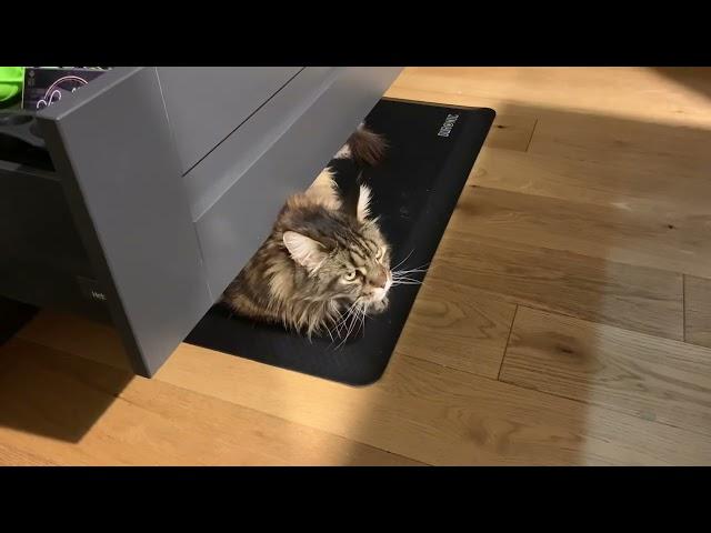 Funny Maine Coon Cat Antics