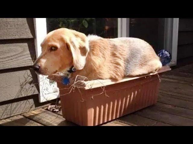 DOG MEMES & FUNNY VIDEOS