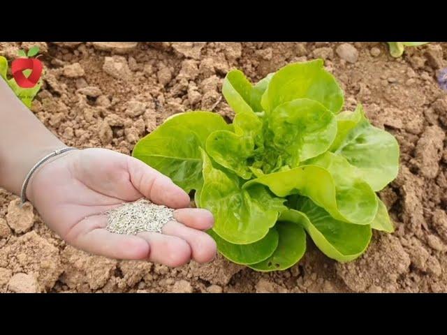 It's time to sow lettuce! Here's how to grow it in winter - this is how I do it!