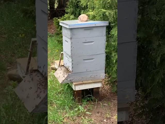 Massive Bee Swarm!