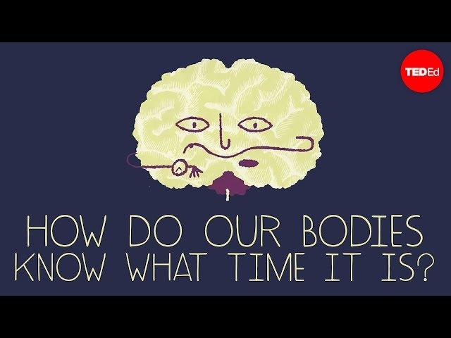 How does your body know what time it is? - Marco A. Sotomayor