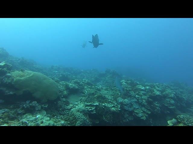 2022/08/20 蘭嶼巧遇 隆頭鸚哥