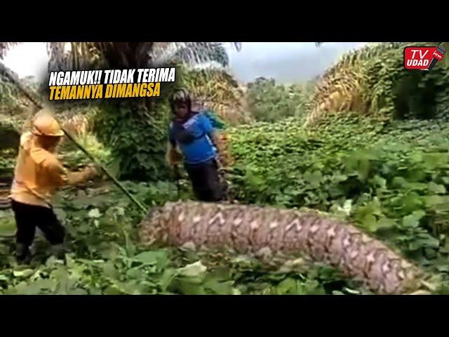 This Giant Python Was Thought to Be a Human Prey, When It Was Cut Open...