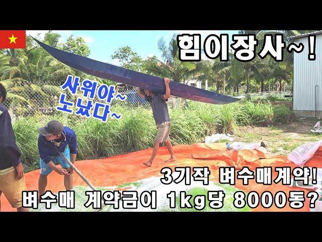 [베트남벼농사] 3기작2차 비료살포! 벼수매 계약금에 힘이나는 장인어른~! (kiengiangtv)