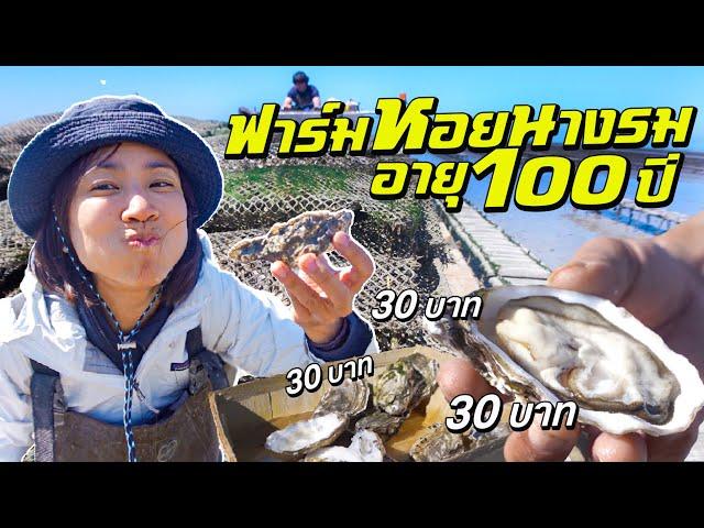 Visiting a 100-year-old oyster farm! Luxurious taste for only 30 baht a pop!