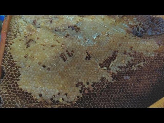 Освобождаем рамки от закристаллизованного меда