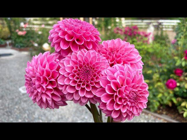 Top 10 Best Dahlia for 2023!