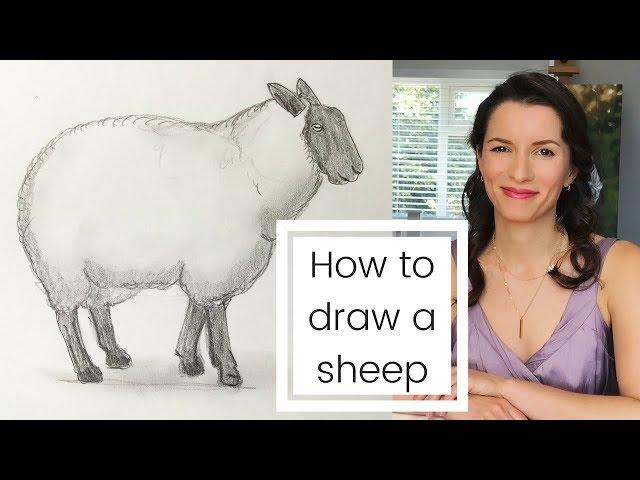 How to draw a sheep