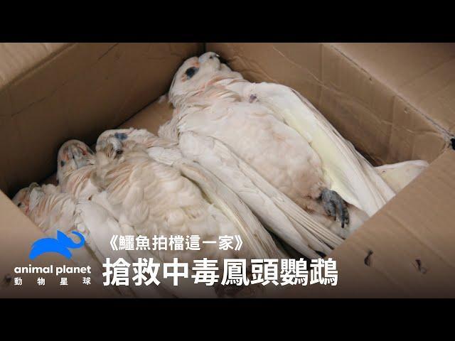 搶救遭人類下毒的鳳頭鸚鵡們｜動物星球頻道