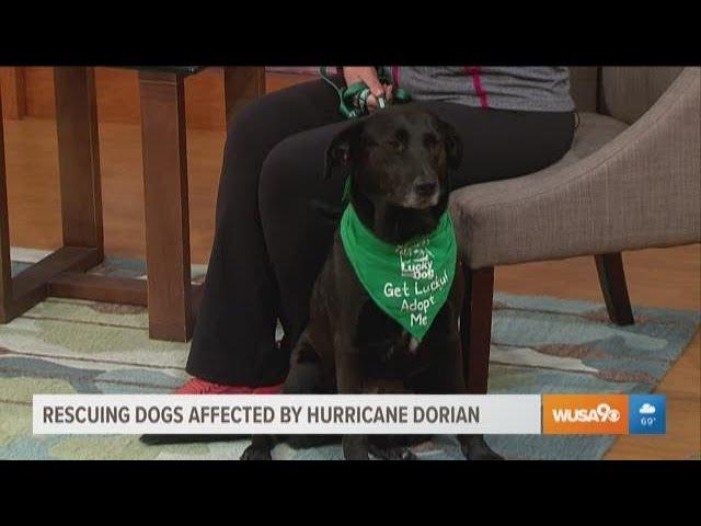 How to help animals affected by Hurricane Dorian