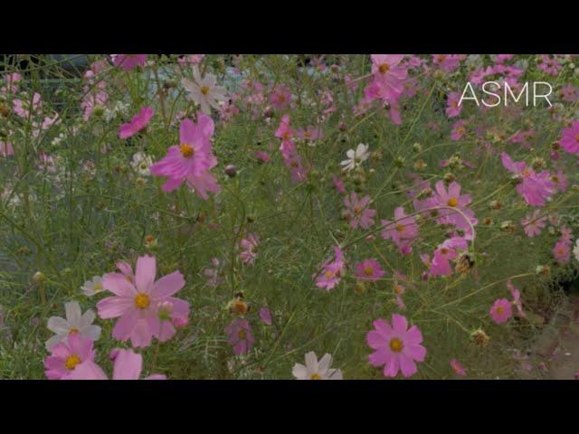 ASMR 가을아침 백색소음 Nature sound 자연 그 자체 소리들을 녹음해봤어요 :) 새소리, 바람소리, 비행기소리, 풀벌레소리 등등