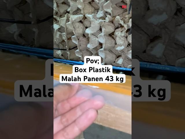 Box plastik poin 43 kg #shorts #short