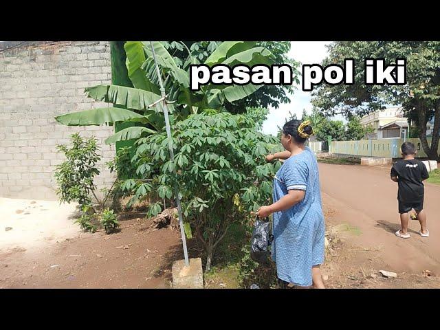 Siang panas cetar nyari duan singkong untuk menu sayur buka puasa hari ke 11