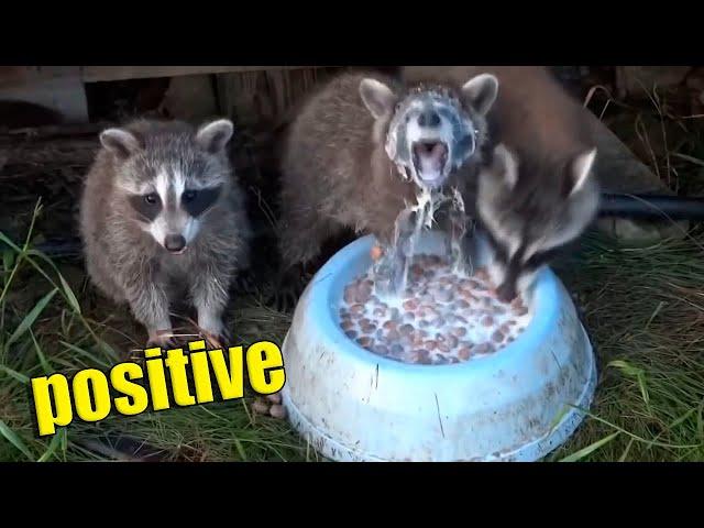 Another dose of positive mood boost #7. Greedy Raccoon