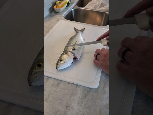 How to Fillet a Bluefish. #fishing #fillet #bluefish #surffishing #shorts