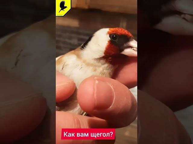 Хороший щегол? #goldfinch #carduelis #jilguero #kokil #şaka #catchingbirds #птицащегол #самецщегол