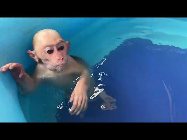 Monkey Luk wants to become swimmer