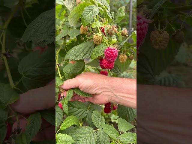 Шикарная Малина Венге #strawberry #garden #gardening #growyourownfood #сад #обзор #огород #дача