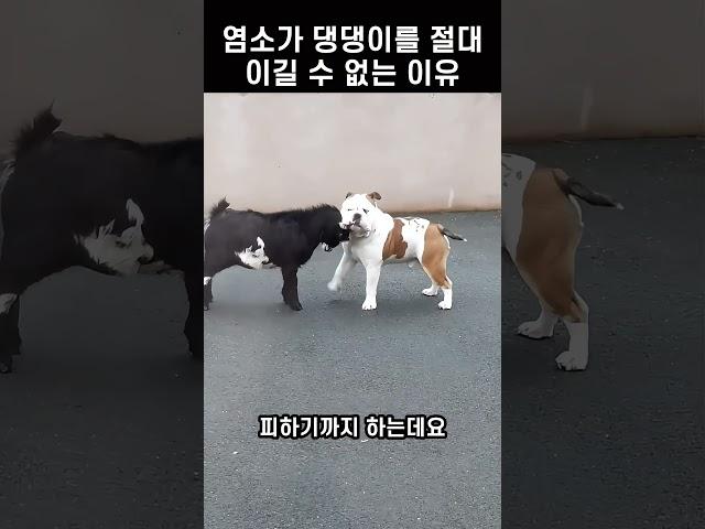 염소 박치기도 끄떡없는 댕댕이의 카리스마! 