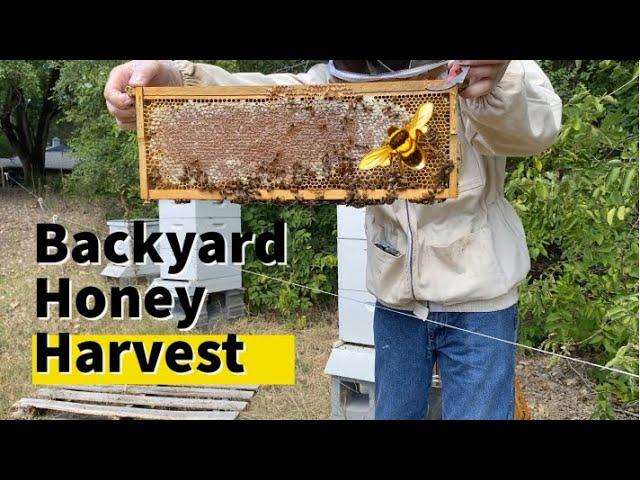 Harvesting Honey - Nature Sounds, Relaxing, Educational, Honey Harvest - E04 - Rafter W Homestead