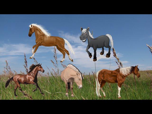 BOL Animals [Horses] #animalvideos #animalsounds #asmr #horses