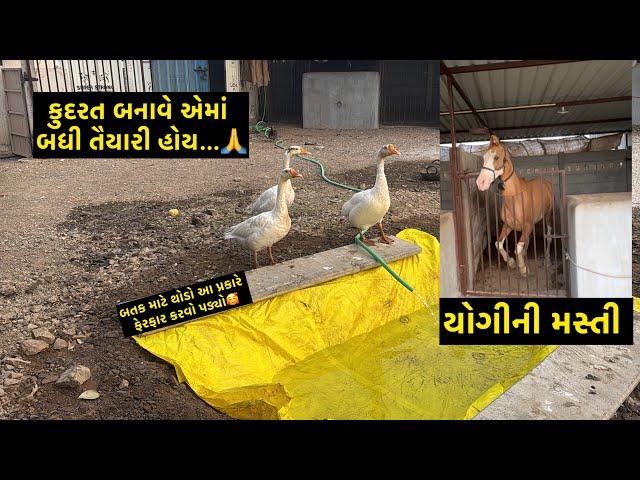 કુદરત કૃપાથી જ થાય  | Jay Sakariya | Horse Video | Farm Vlog | Farming | Horse Lover | Duck | Birds