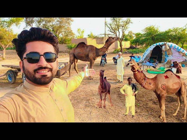 Village Life with Camels in Punjab Pakistan | Irfan Gurmani Vlog