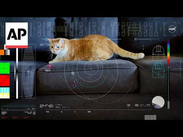 Taters the cat stars in NASA's first video sent by laser from deep space