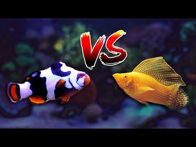 NEW Blackhawk Clownfish!! Sailfin Molly in Reef Tank? DIY/Budget Aquarium Lid