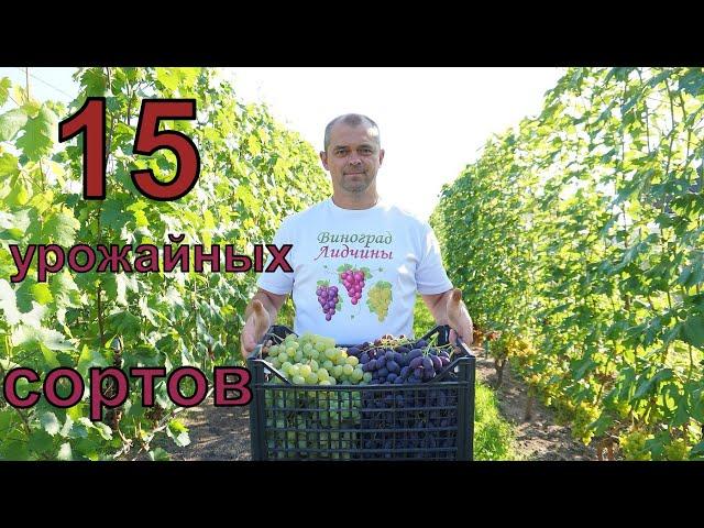Самые урожайные сорта винограда . Сезон 2024г.