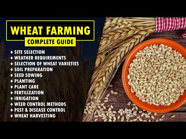 Wheat Farming / Wheat Cultivation Guide | How to grow Wheat