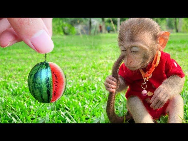 LIVE  Monkey Baby Bim Bim eats watermelon & bathes with ducklings in the garden swimming pool