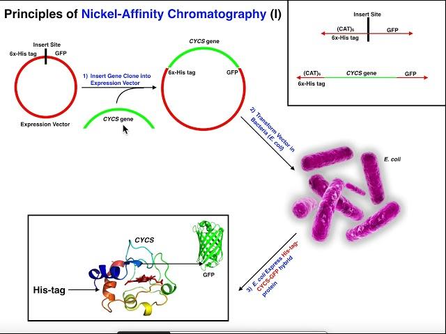 Biotechniques | Basics of Making His-Tags & Nickel Affinity Chromatography