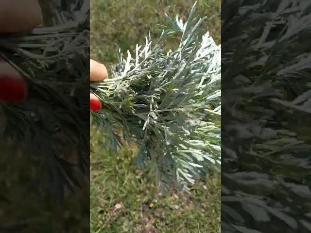 ПОЛЫНЬ - ОБЕРЕЖНАЯ ТРАВА‼️