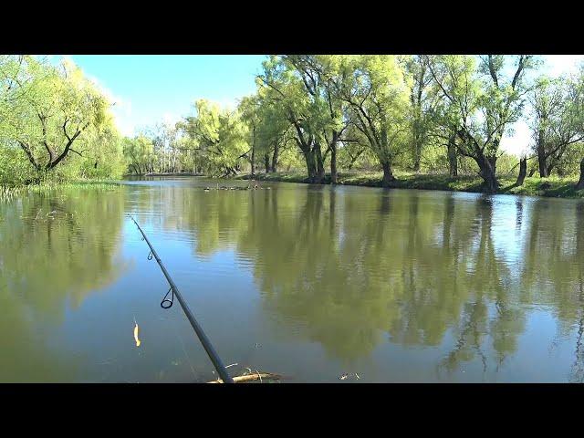 Fishing for Pike in May. Spinning on the River