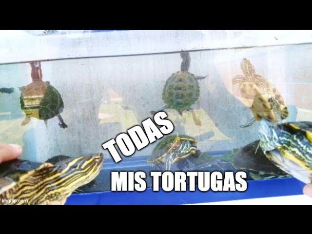 todas mis tortugas