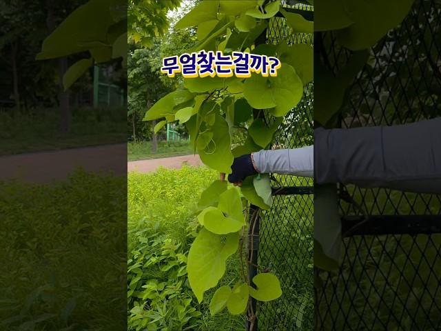 6/19) #등칡나무에알을낳는 #사향제비나비 #마이클잭슨 HealtheWorld