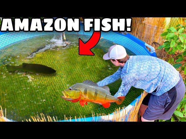 Catching EXOTIC Peacock Bass for my BACKYARD POND!! *AGGRESSIVE*