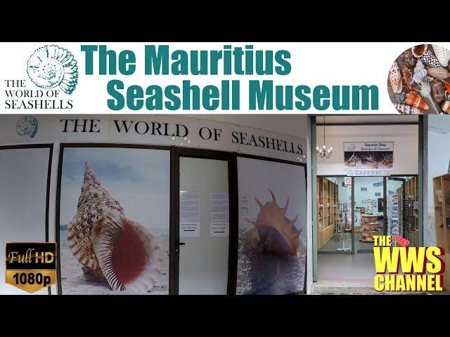 The Mauritius Seashell Museum : 3000 sea shells, 750 species exposed! The World Of Seashells