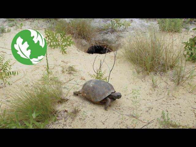 How gopher tortoises support biodiversity and help their ecosystems thrive