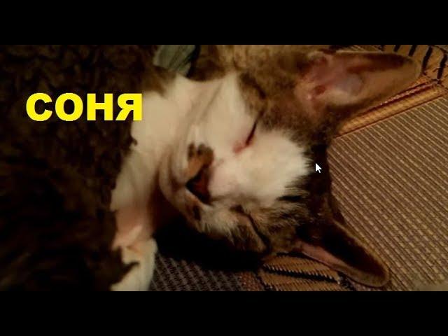 Крепкий сон кошки девон-рекс