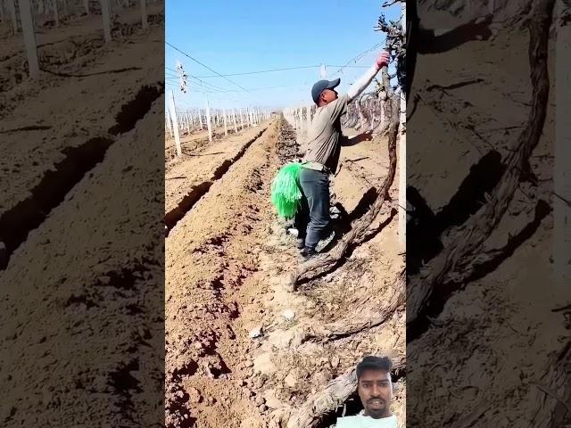 Grape vine trellis: Bury in winter, dig out in spring #gardenvisit #shorts