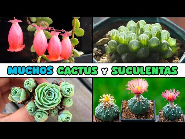 MUCHOS CACTUS y SUCULENTAS para el HOGAR
