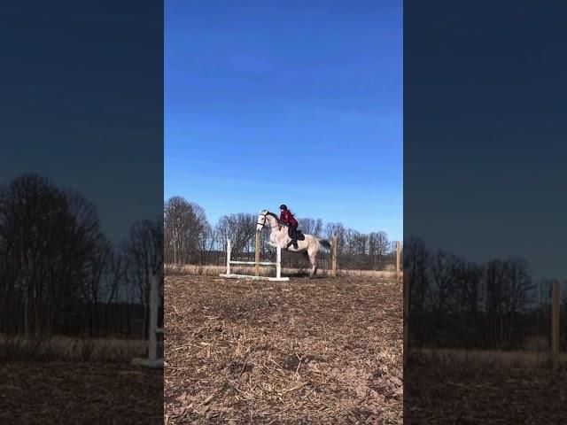 Zoom  first time jumping in this saddle  || #eq #stubben #newsaddle #jumper #fyp #ottb #training
