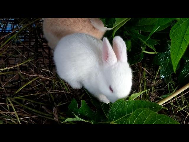 The moment when our white little bunny started eating (Pawpaw Leaves). This is soo adorable  .